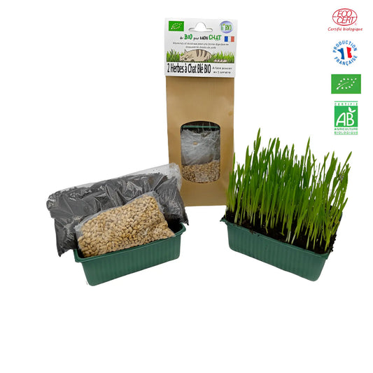 Herbe à chat BIO