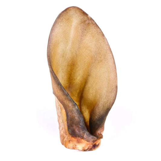 Oreille de bœuf pour chien