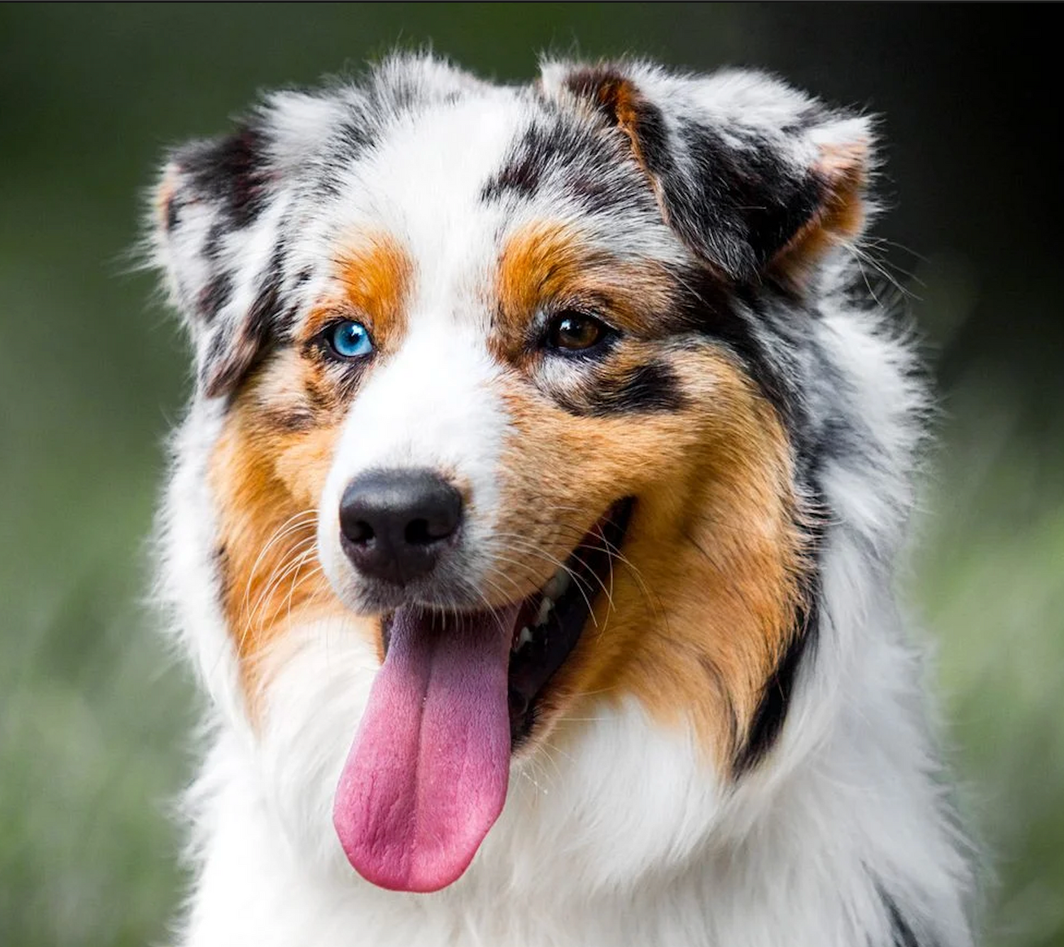 Chien