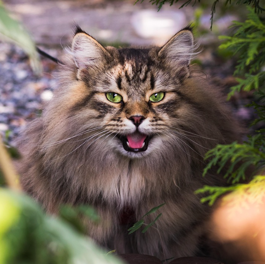 Chat