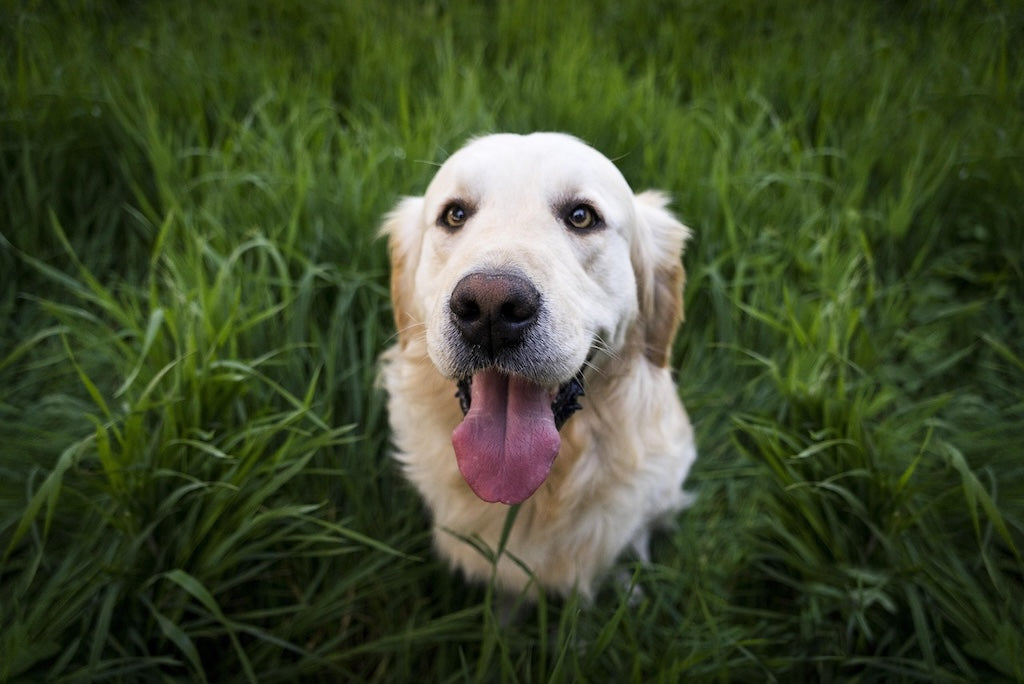 Chien