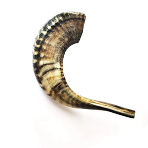 Corne de mouton pour chien