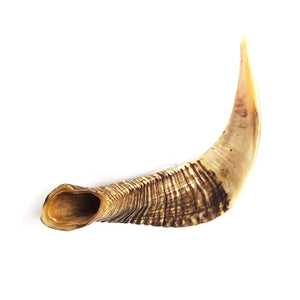 Corne de mouton pour chien