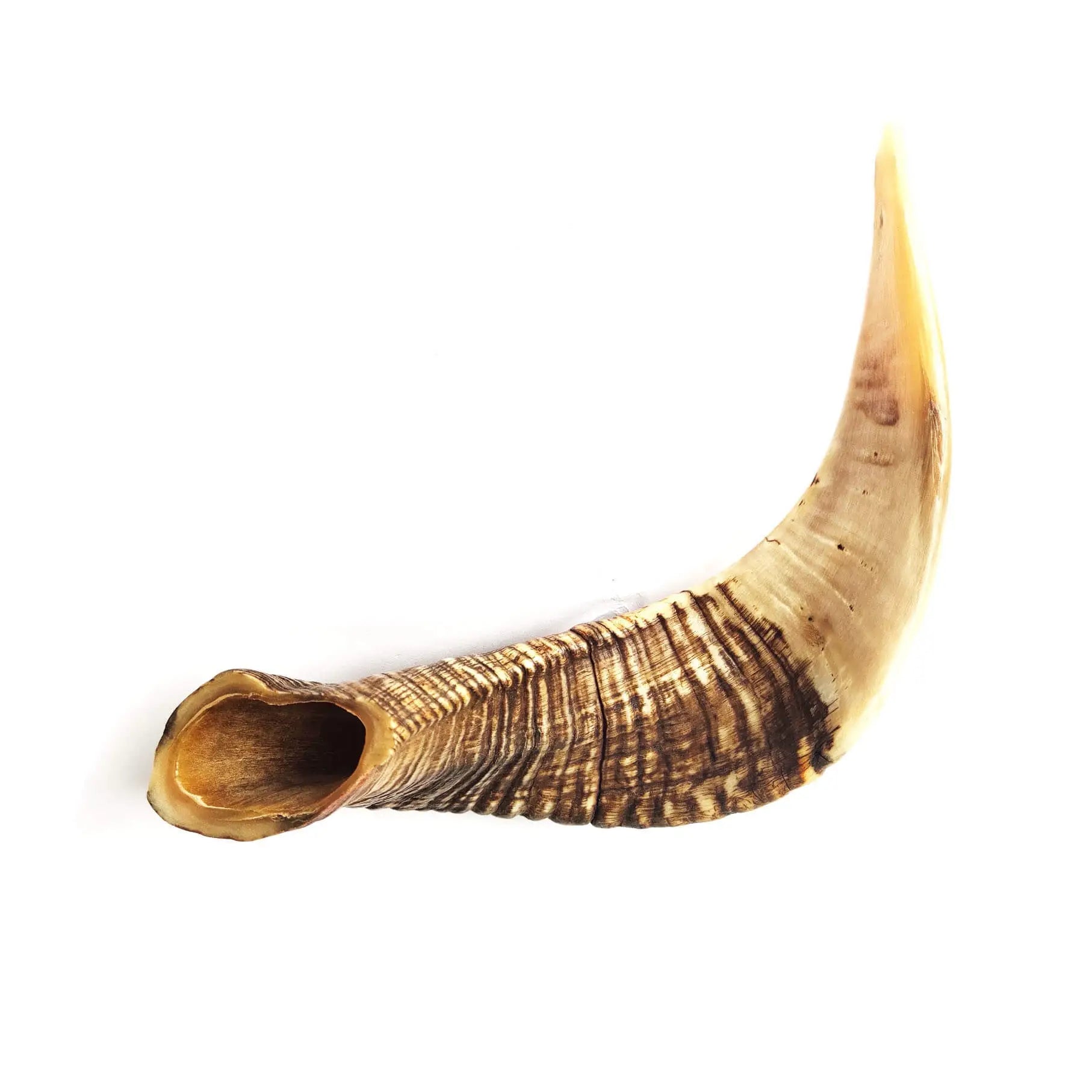 Corne de mouton pour chien