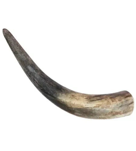 Corne de vache pour chien