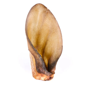 Oreille de bœuf pour chien