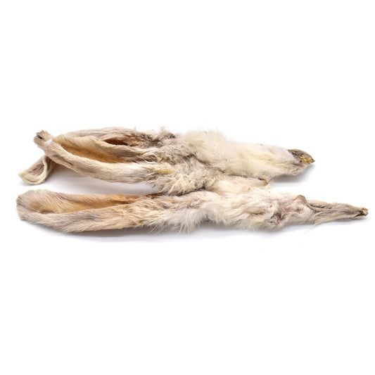 Oreille de lapin pour chien